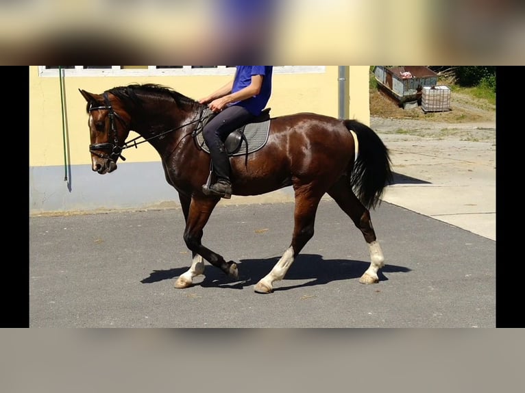 Zwaar warmbloed Ruin 4 Jaar 165 cm Bruin in Kamenz