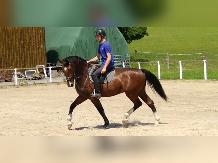 Zwaar warmbloed Ruin 4 Jaar 165 cm Bruin in Kamenz