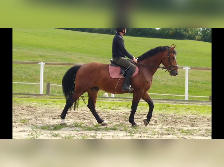 Zwaar warmbloed Ruin 4 Jaar 165 cm Bruin in Kamenz