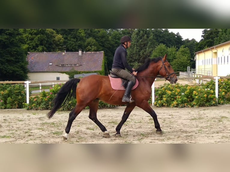 Zwaar warmbloed Ruin 4 Jaar 165 cm Bruin in Kamenz