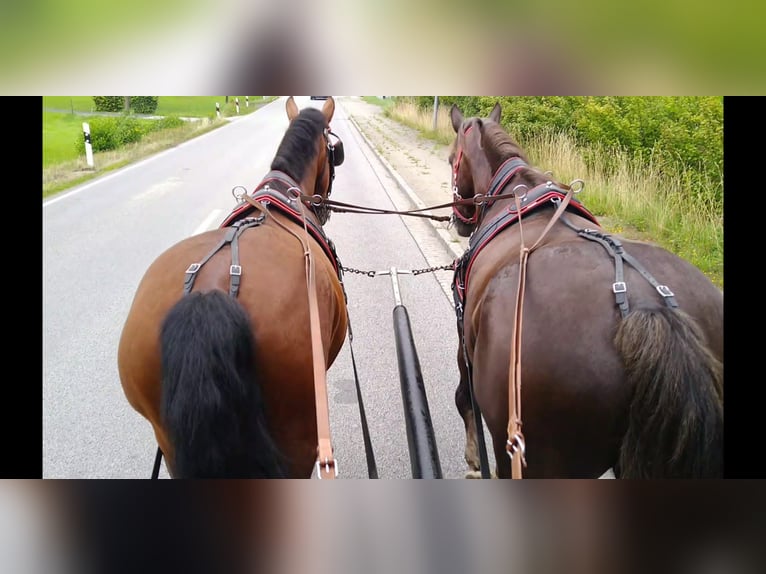 Zwaar warmbloed Ruin 4 Jaar 165 cm Bruin in Kamenz