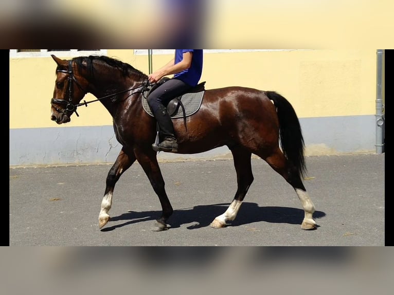 Zwaar warmbloed Ruin 4 Jaar 165 cm Bruin in Kamenz