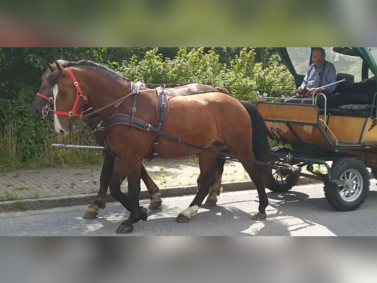 Zwaar warmbloed Ruin 4 Jaar 165 cm Bruin in Kamenz