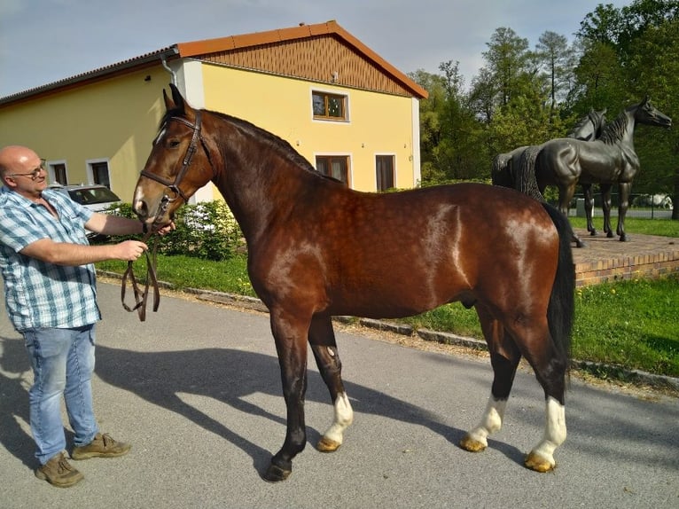 Zwaar warmbloed Ruin 4 Jaar 165 cm Bruin in Kamenz