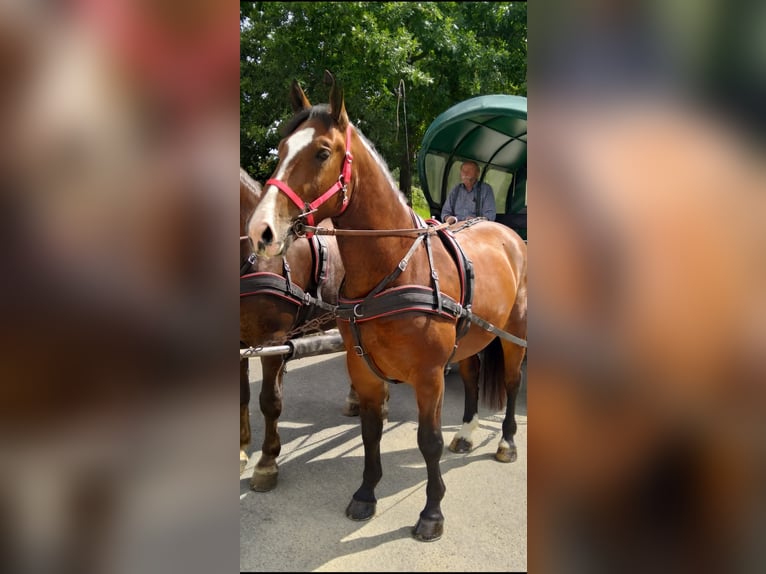 Zwaar warmbloed Ruin 4 Jaar 165 cm Bruin in Kamenz