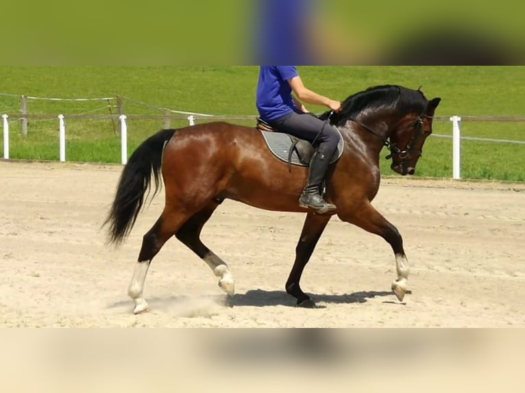 Zwaar warmbloed Ruin 4 Jaar 165 cm Bruin in Kamenz