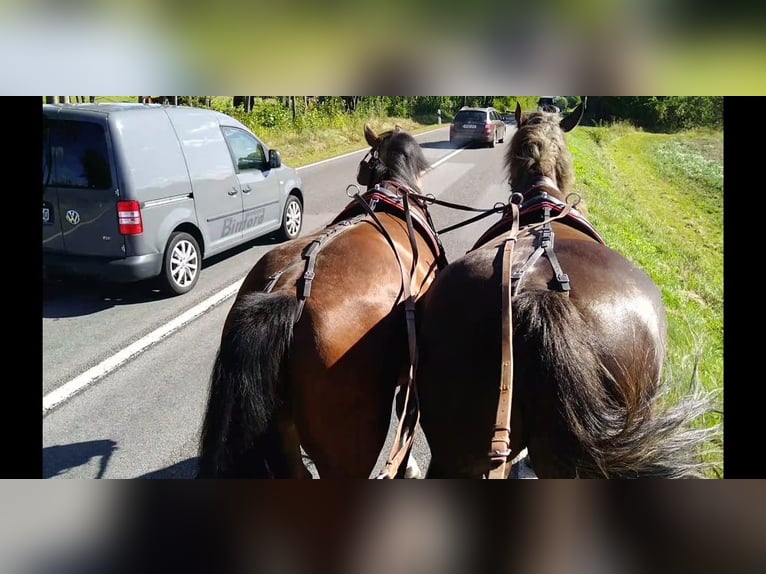 Zwaar warmbloed Ruin 4 Jaar 165 cm Bruin in Kamenz