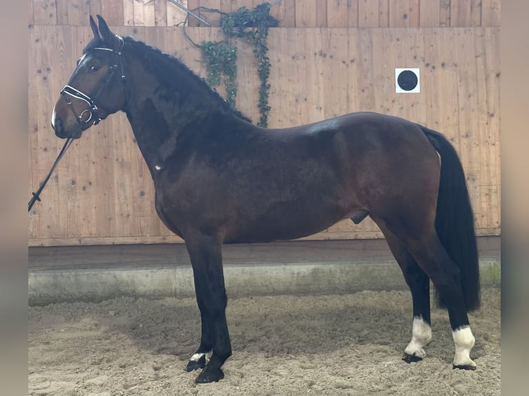Zwaar warmbloed Ruin 4 Jaar 165 cm Bruin in Riedlingen
