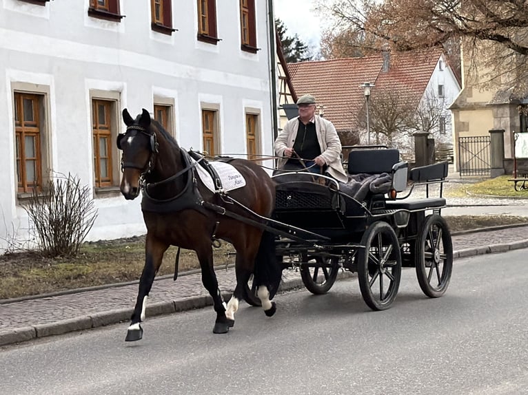 Zwaar warmbloed Ruin 4 Jaar 165 cm Bruin in Riedlingen
