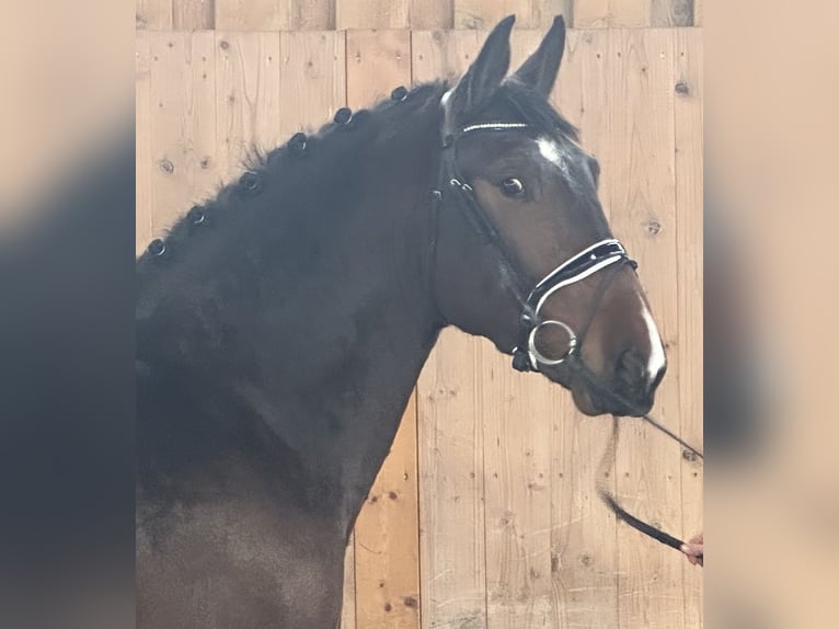Zwaar warmbloed Ruin 4 Jaar 165 cm Bruin in Riedlingen