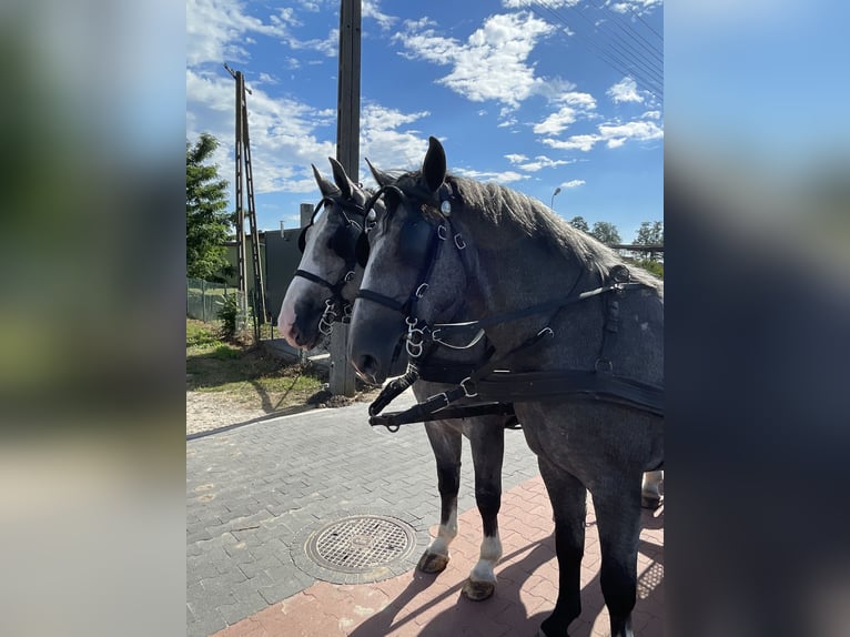 Zwaar warmbloed Ruin 4 Jaar 165 cm Schimmel in Thießen