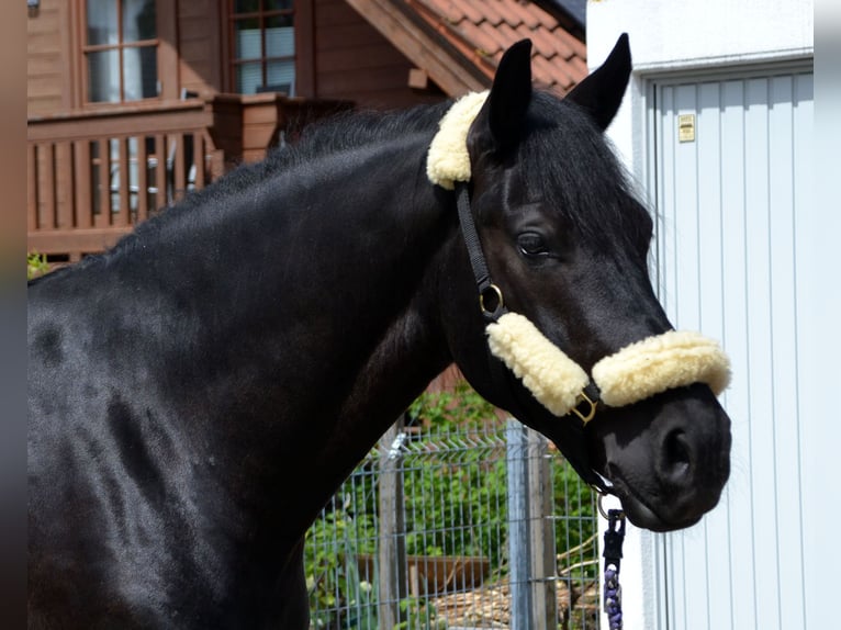 Zwaar warmbloed Mix Ruin 4 Jaar 165 cm Zwart in Bretten
