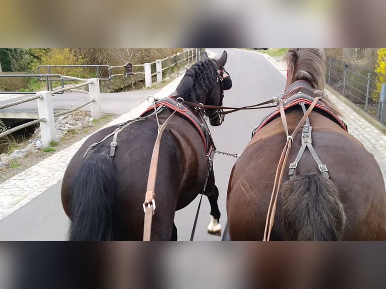 Zwaar warmbloed Ruin 4 Jaar 166 cm Zwartbruin in Kamenz