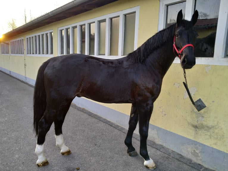Zwaar warmbloed Ruin 4 Jaar 166 cm Zwartbruin in Kamenz