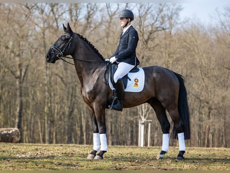 Zwaar warmbloed Ruin 4 Jaar 167 cm Zwart in Moritzburg