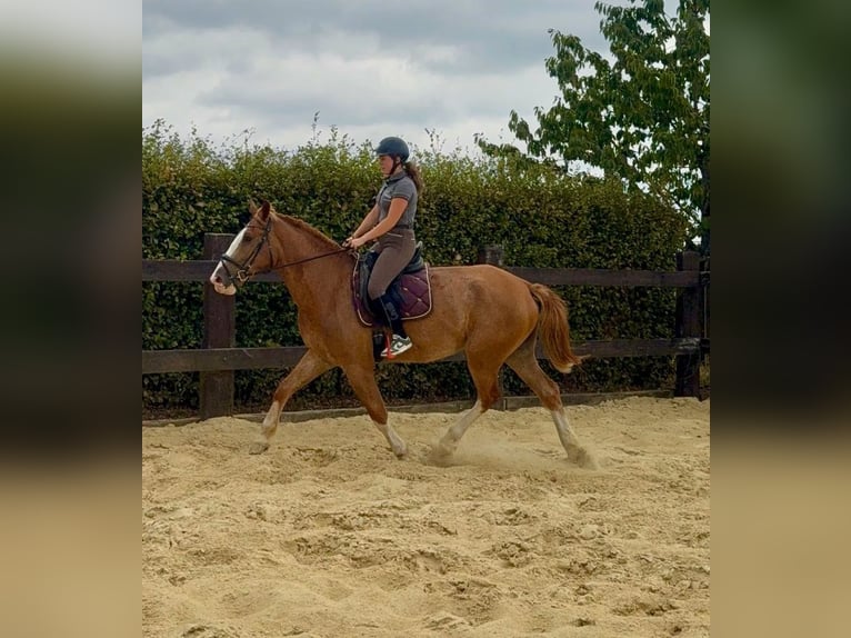 Zwaar warmbloed Ruin 4 Jaar 168 cm Vos in Daleiden