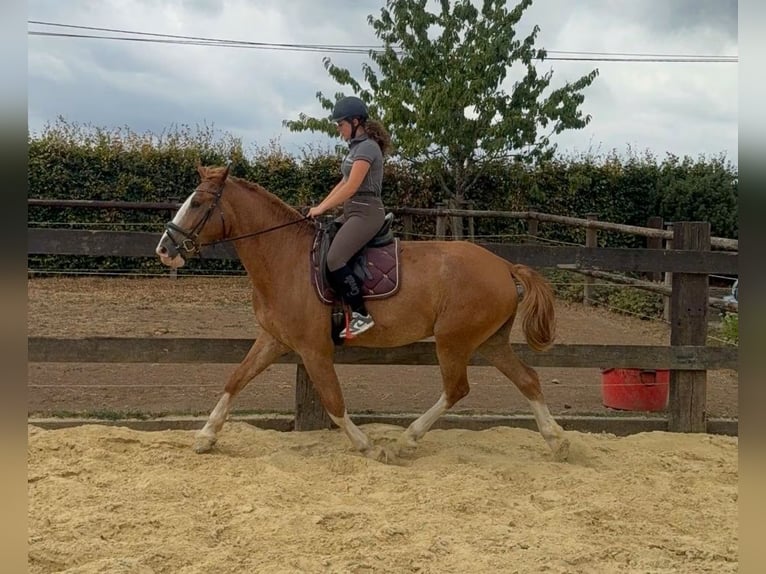 Zwaar warmbloed Ruin 4 Jaar 168 cm Vos in Daleiden