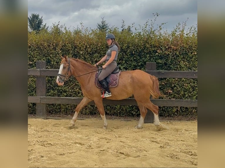 Zwaar warmbloed Ruin 4 Jaar 168 cm Vos in Daleiden