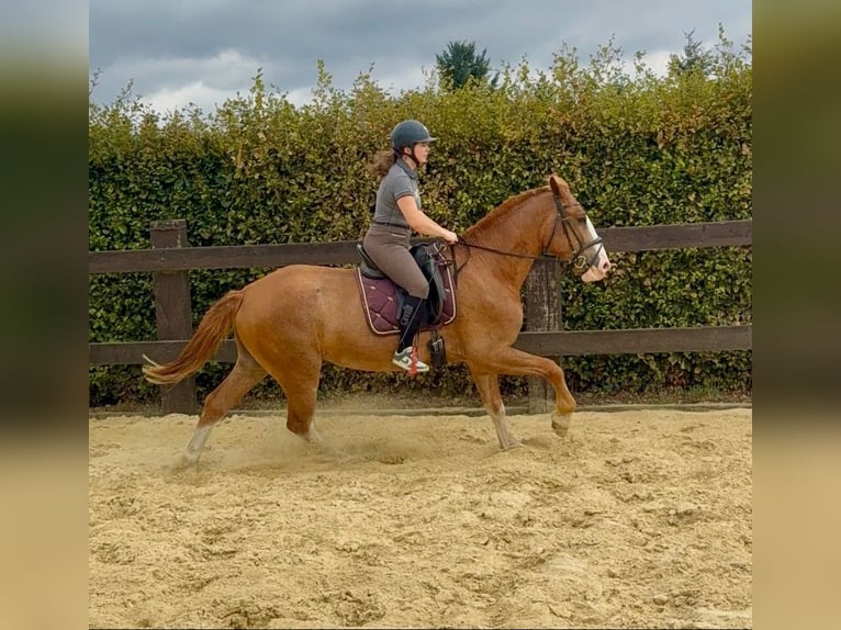 Zwaar warmbloed Ruin 4 Jaar 168 cm Vos in Daleiden