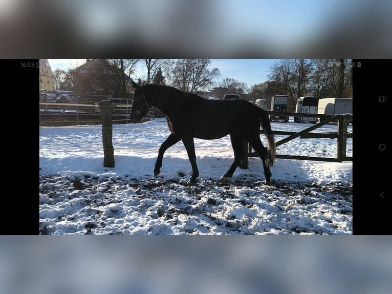 Zwaar warmbloed Ruin 4 Jaar 168 cm Zwartschimmel in Hannover