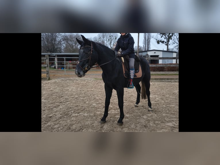 Zwaar warmbloed Ruin 4 Jaar 168 cm Zwartschimmel in Hannover