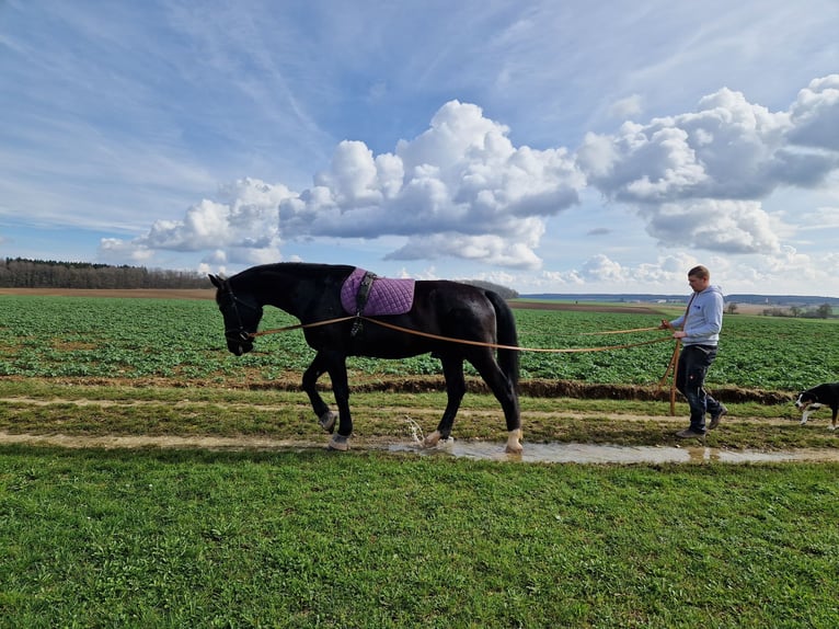 Zwaar warmbloed Ruin 4 Jaar 169 cm Zwart in Dischingen-Hofen