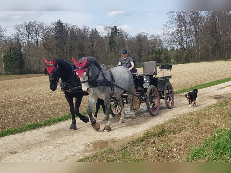 Zwaar warmbloed Ruin 4 Jaar 169 cm Zwart in Dischingen-Hofen