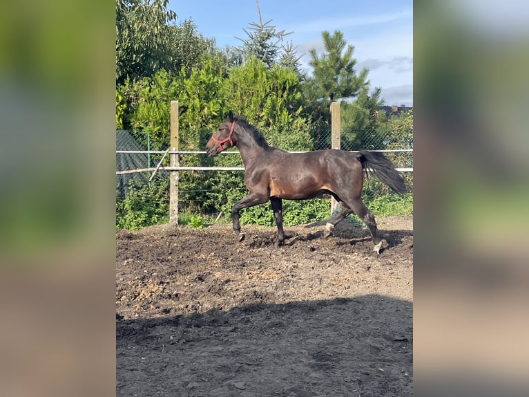 Zwaar warmbloed Ruin 4 Jaar 170 cm Bruin in Thießen