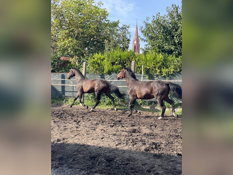 Zwaar warmbloed Ruin 4 Jaar 170 cm Bruin in Thießen