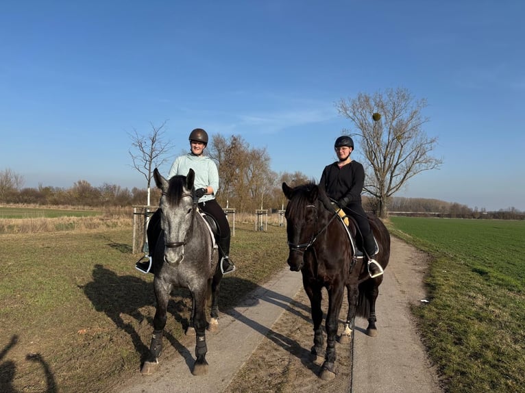 Zwaar warmbloed Ruin 4 Jaar 172 cm Zwart in Calbe