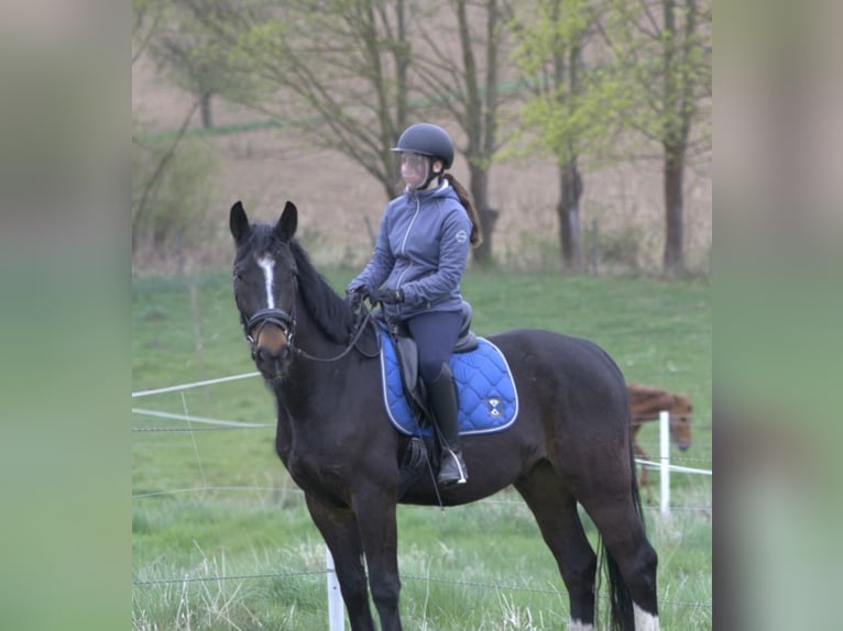 Zwaar warmbloed Ruin 5 Jaar 157 cm Donkerbruin in Tottleben