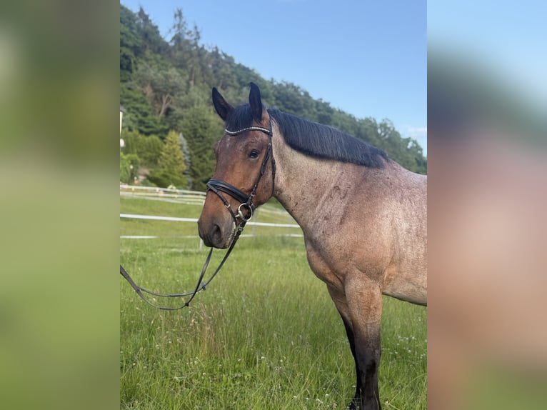 Zwaar warmbloed Ruin 5 Jaar 160 cm Rood schimmel in Neustadt (Hessen)