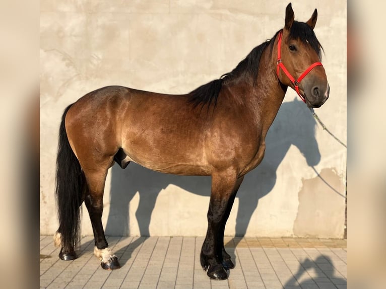 Zwaar warmbloed Mix Ruin 5 Jaar 160 cm Roodbruin in G&#xF6;rlitz