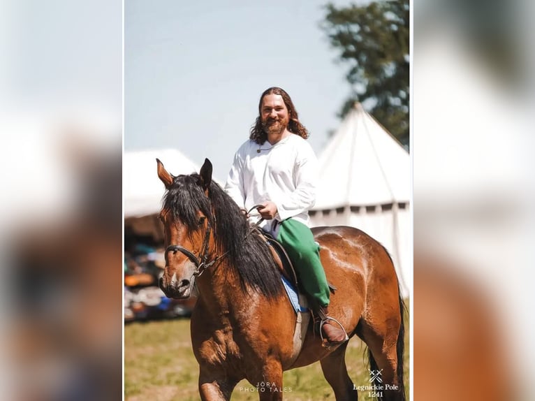 Zwaar warmbloed Mix Ruin 5 Jaar 160 cm Roodbruin in G&#xF6;rlitz