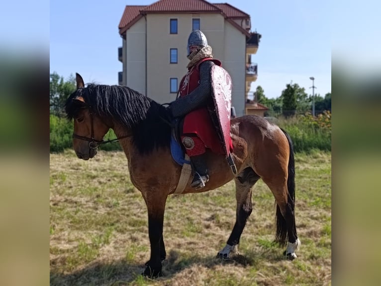 Zwaar warmbloed Mix Ruin 5 Jaar 160 cm Roodbruin in G&#xF6;rlitz
