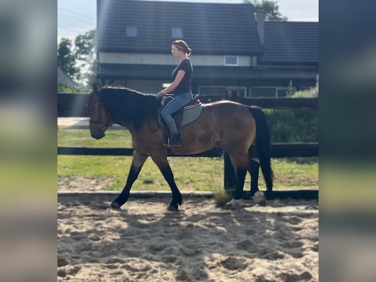 Zwaar warmbloed Mix Ruin 5 Jaar 160 cm Roodbruin in G&#xF6;rlitz