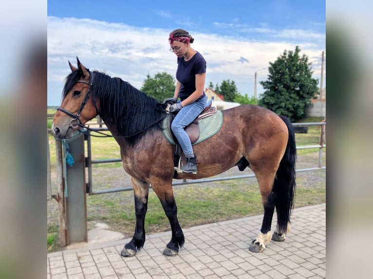 Zwaar warmbloed Mix Ruin 5 Jaar 160 cm Roodbruin in G&#xF6;rlitz
