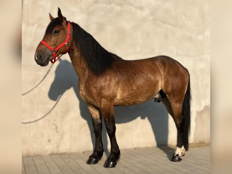 Zwaar warmbloed Mix Ruin 5 Jaar 160 cm Roodbruin in G&#xF6;rlitz