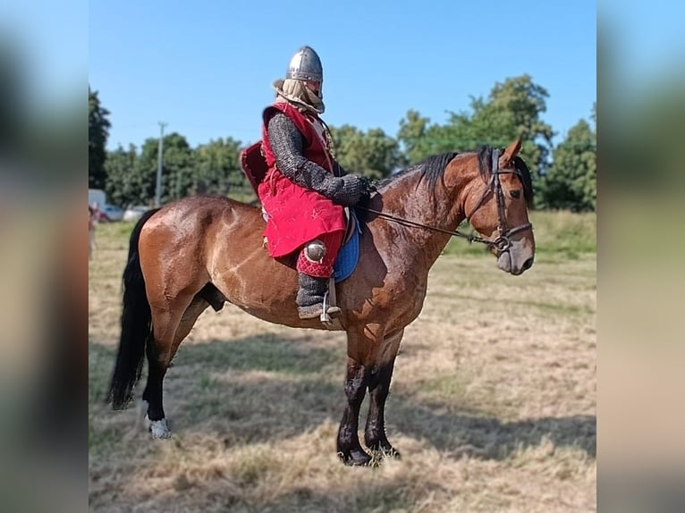 Zwaar warmbloed Mix Ruin 5 Jaar 160 cm Roodbruin in G&#xF6;rlitz