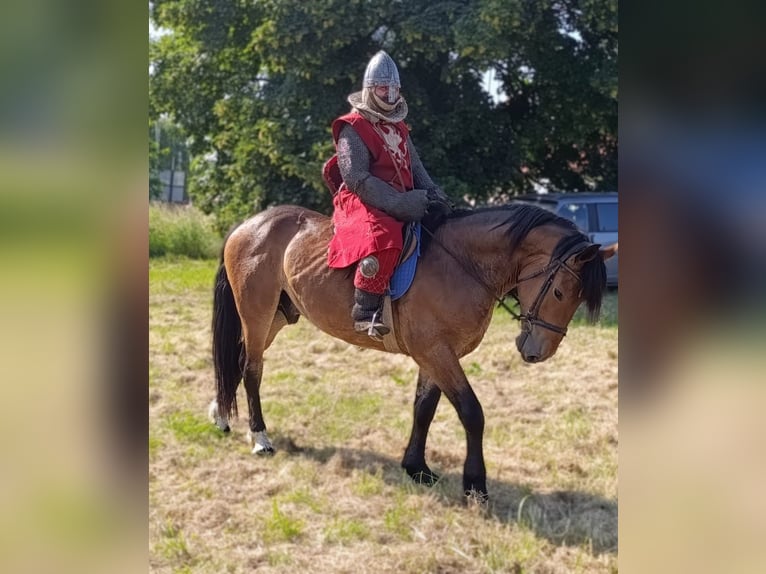 Zwaar warmbloed Mix Ruin 5 Jaar 160 cm Roodbruin in G&#xF6;rlitz