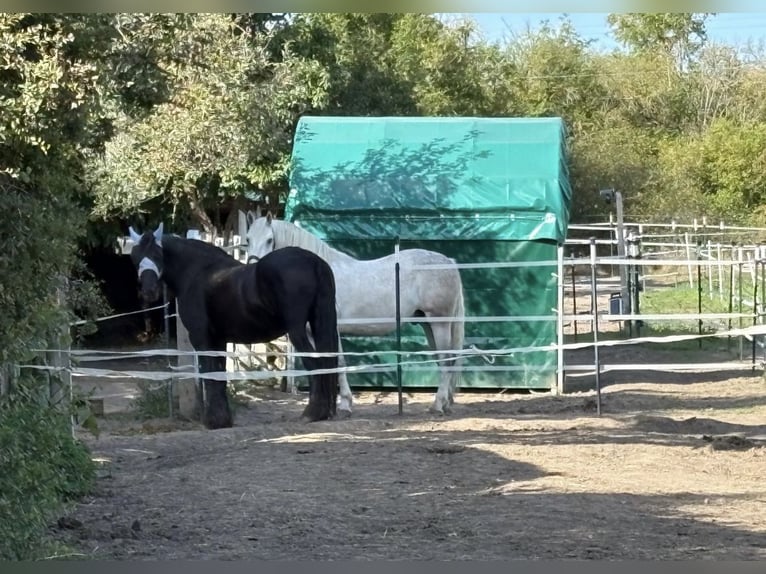 Zwaar warmbloed Ruin 5 Jaar 160 cm Schimmel in Nebra