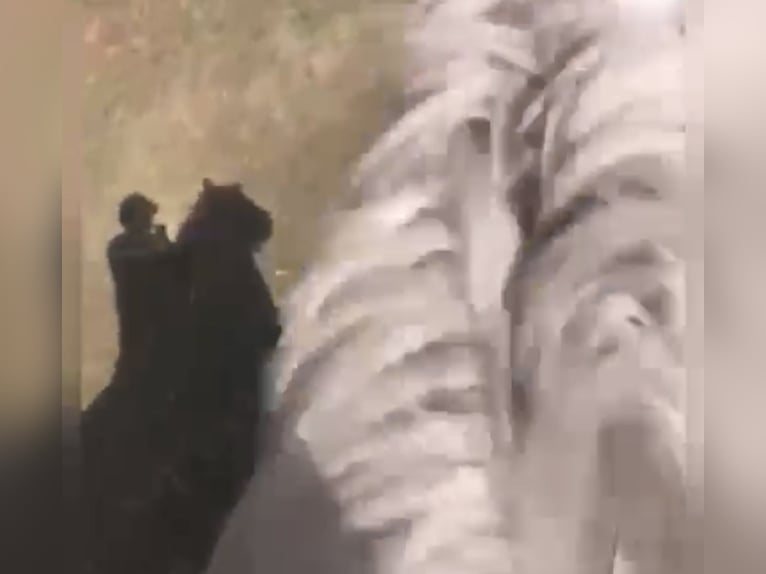 Zwaar warmbloed Ruin 5 Jaar 160 cm Schimmel in Nebra