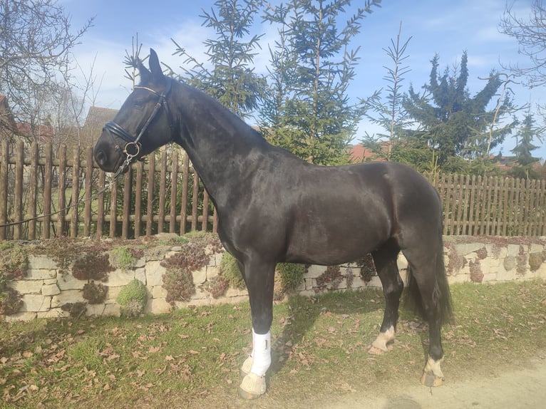 Zwaar warmbloed Ruin 5 Jaar 160 cm Zwart in Laucha