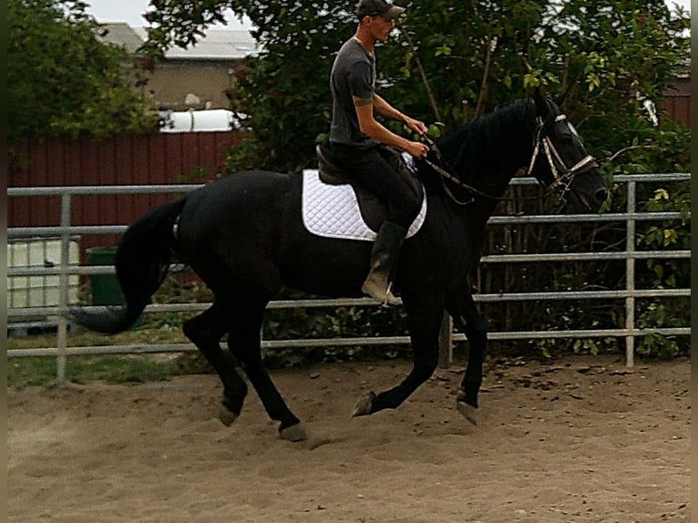 Zwaar warmbloed Ruin 5 Jaar 160 cm Zwart in Buttst&#xE4;dt