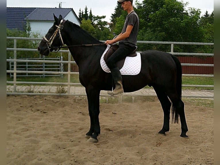Zwaar warmbloed Ruin 5 Jaar 160 cm Zwart in Buttst&#xE4;dt
