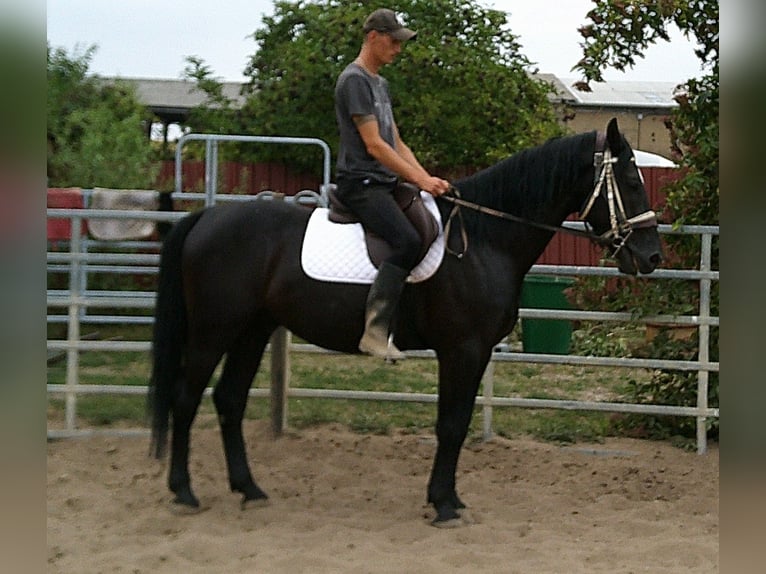 Zwaar warmbloed Ruin 5 Jaar 160 cm Zwart in Buttst&#xE4;dt