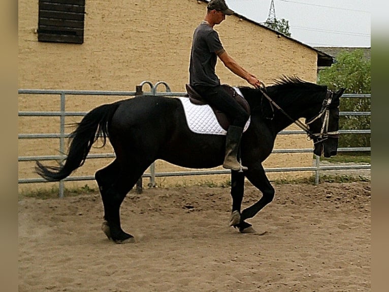 Zwaar warmbloed Ruin 5 Jaar 160 cm Zwart in Buttst&#xE4;dt
