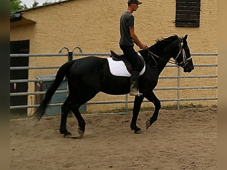 Zwaar warmbloed Ruin 5 Jaar 160 cm Zwart in Buttst&#xE4;dt