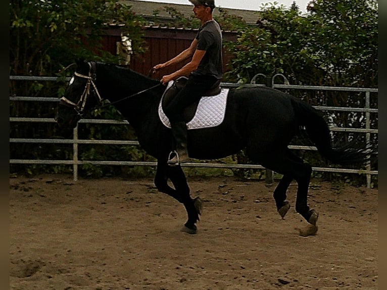 Zwaar warmbloed Ruin 5 Jaar 160 cm Zwart in Buttst&#xE4;dt