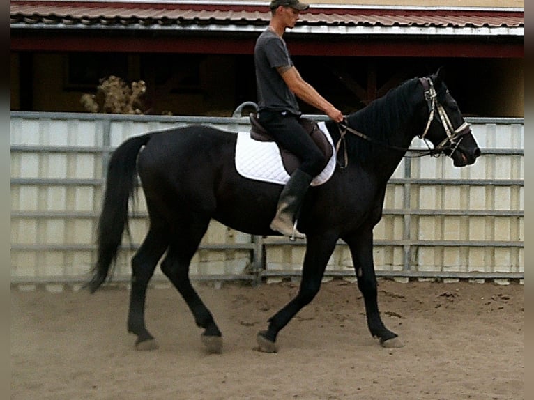 Zwaar warmbloed Ruin 5 Jaar 160 cm Zwart in Buttst&#xE4;dt
